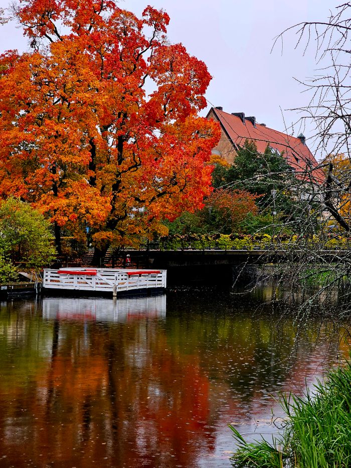 Beautiful autumn scene with red foliage by a river in Uppsala, Sweden.